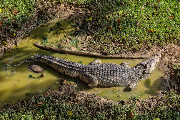 istock The thai crocodile rest on the garden 1312641705