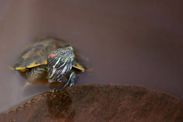 de cerca la tortuga deslizante de orejas rojas es mascota y permanece en el agua - emídidos fotos fotografías e imágenes de stock