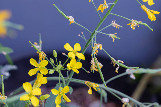 Free picture: Rapeseed (Brassica napus subsp. napus), an industrial ...