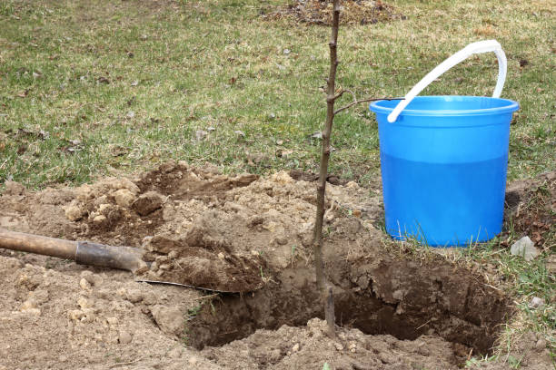 istock spring planting of apple trees 1312646213