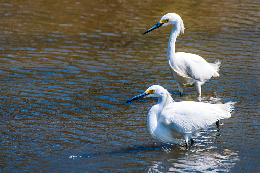 Pair of snowy egrets in swamp