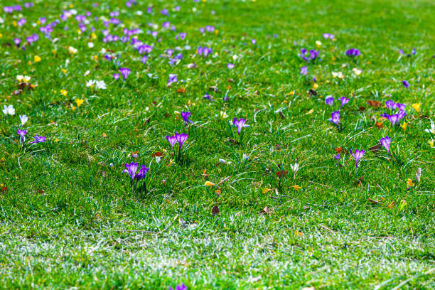 istock Beautiful crocuses in green grass. 1312648775