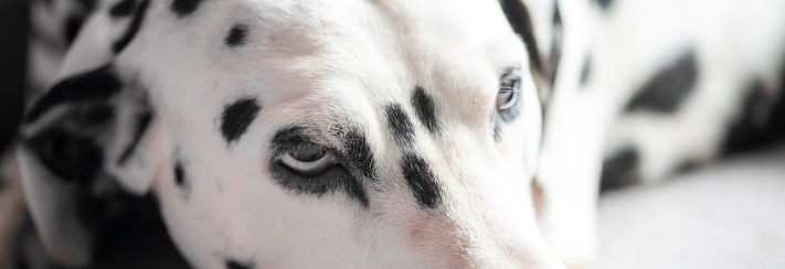 Dalmatian relaxing on a carpet.  He has some conjunctivitis causing black run marks under his eyes. He is also looking soulfully out of shot.