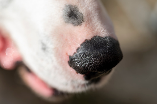 Dalmatian relaxing with its owners in a garden.  This is an extreme close up of his wet nose.