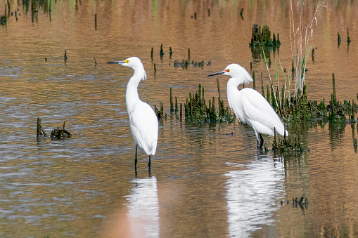 Pair of snowy egrets in swamp