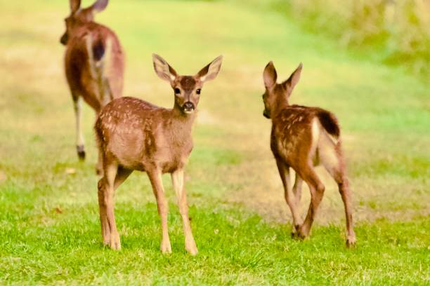 istock Baby Fawn Deer 1312648994