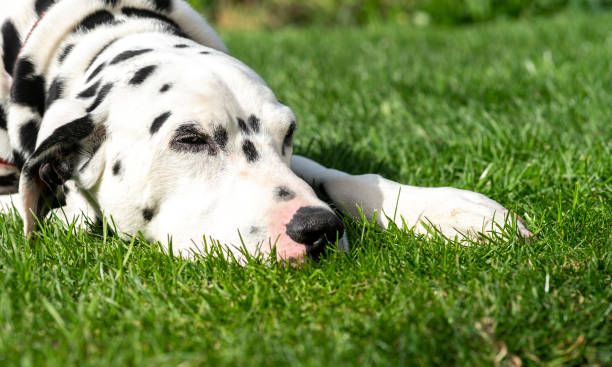 istock Dalmatian relaxing outdoors 1312648996