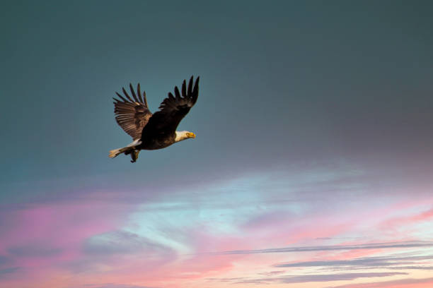 istock Bald eagle in flight against colorful sky 1312649050