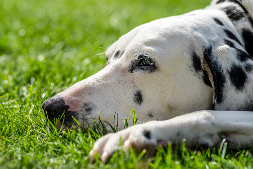 Dalmatian relaxing on a lawn.  He is also looking soulfully away from the camera.
