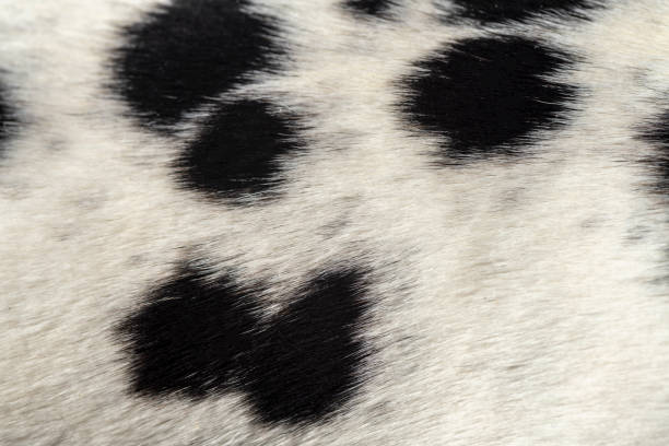 istock Dalmatian relaxing on a carpet 1312649419