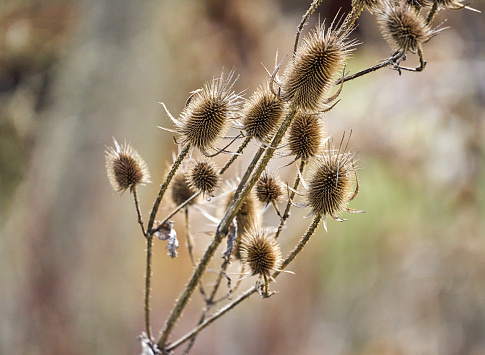 Common Teasel, Dipsacus fullonum, in backlight in front of blurred background
