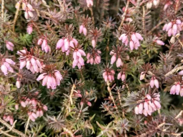 Spring primroses in the old Botanical Garden of St. Petersburg.  Erica ruddy (lat.Erica carnea L.)