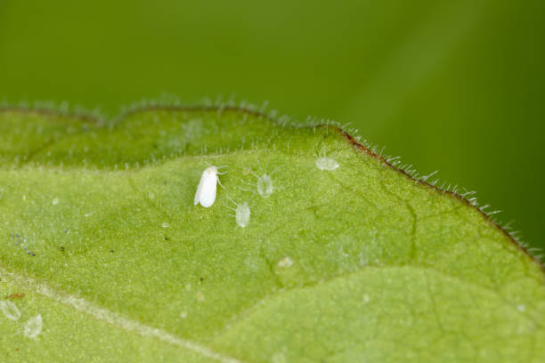 istock Cotton whitefly (Bemisia tabaci) adults and pupae on a cotton leaf underside 1312652160