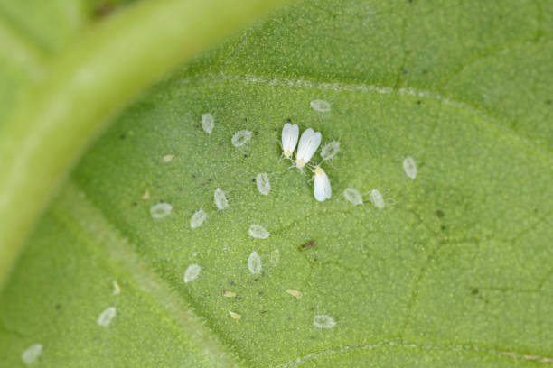 istock Cotton whitefly (Bemisia tabaci) adults and pupae on a cotton leaf underside 1312652169