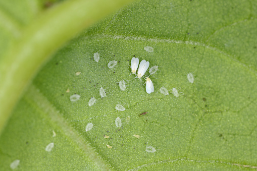 Cotton whitefly (Bemisia tabaci) adults and pupae on a cotton leaf underside. it is an important pest of many plants