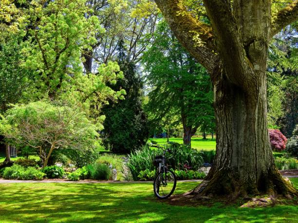 Bike in a park stock photo