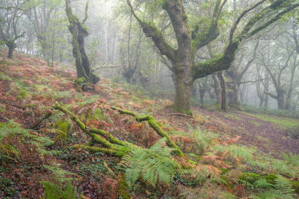 istock Foggy moody autumnal ambient on a forest 1312653355