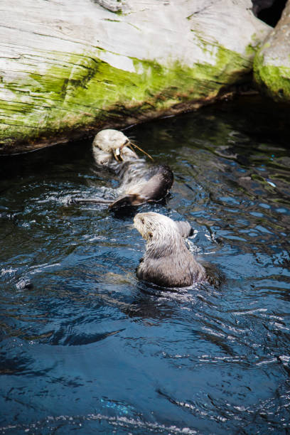 istock Happy otters bathing in water 1312653398