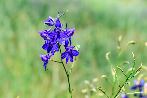 Inflorescence of blue forking larkspur flowers close-up isolated on green blurred grass background. Natural floral summer background with copy space