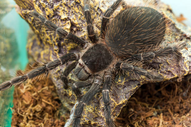 istock Closeup big spider tarantula (Lasiodora parahybana) often kept as a pet. 1312653948