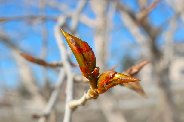 Tree blooming in early spring. Tree buds.