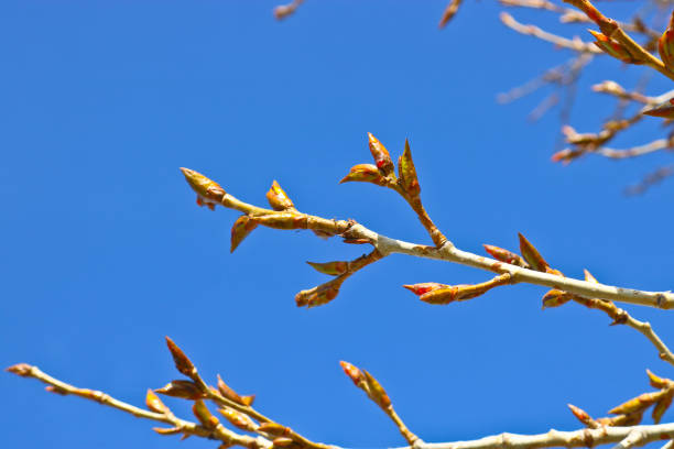 Poplar branches with sticky resinous buds against the blue sky in spring.