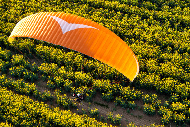 istock Canola fields with paramotor seen from the sky with low sun and blue sky 1312659306
