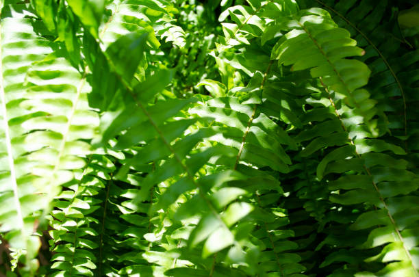 istock samanbaia texture very close to the sun and shade 1312659998