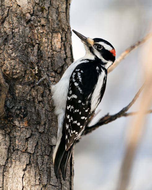 vue mâle de plan rapproché de pic-vers le haut de profil grimpant le tronc d’arbre et affichant le plumage de plume dans son environnement et habitat dans la forêt avec un fond flou. image. image. portrait. photo poilue de stock de pic. - picoides villosus photos et images de collection