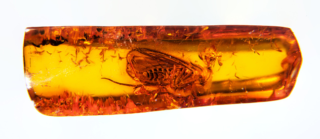 Insect in Amber, Fossils Close up