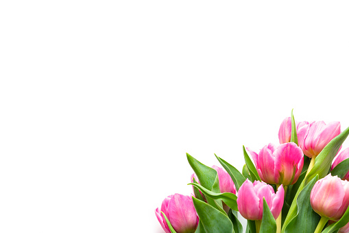 Overhead view of pink tulips bouquet arranged at the bottom right of a white background leaving room for text or logo. High resolution 42Mp studio digital capture taken with Sony A7rII and Sony FE 90mm f2.8 macro G OSS lens