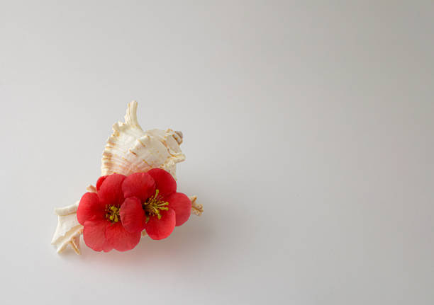Summer 2021. White seashell with red tropical blossom on white background. Elegant minimal