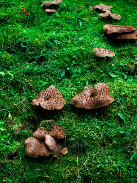 istock Hericium erinaceus mushrooms on the glade in the grass 1312663346
