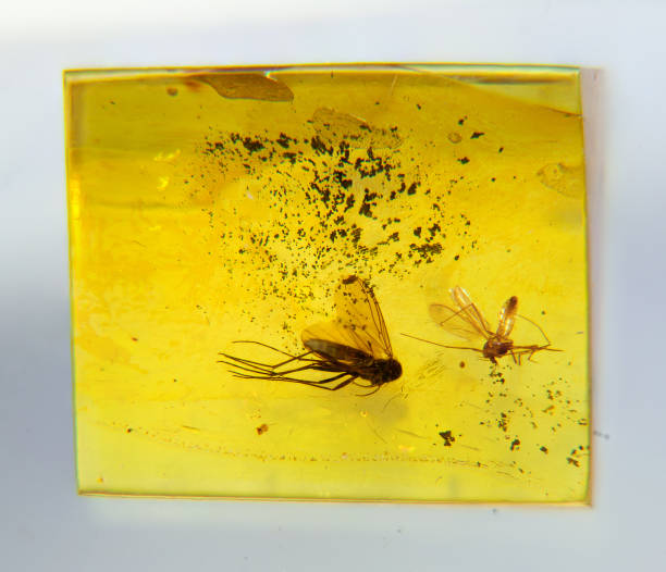istock Insect in Amber, Fossils Close up 1312663960