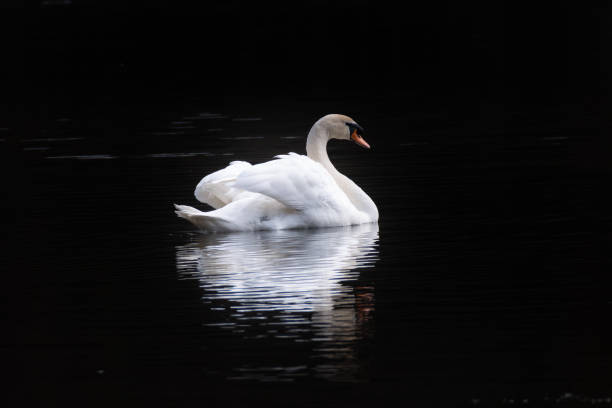 istock Mute swan in portrait 1312664442