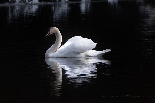 White Swan - Side View, close up, water drop