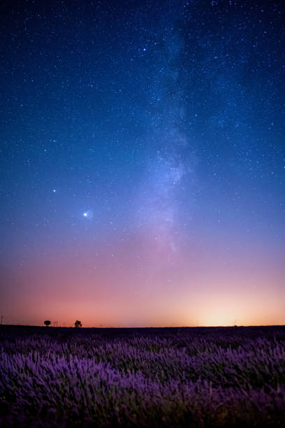 istock Milky way on the lavender field horizon 1312665172