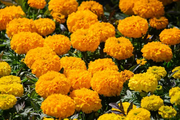 Orange yellow flower in garden. Flower at sunny summer or spring day. Flower for postcard beauty decoration and agriculture concept design. Beautiful flower in tropical garden. Colorful flower. flower pattern. flower background. flower bouquet.