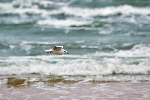 Seagull, gull flying over sea. Seascape of hovering white bird on natural blue water background.