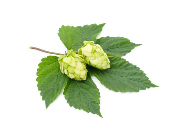 istock Green hops with a handful of leaves. 1312666541