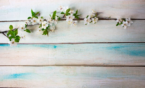 istock Old wood texture background surface. Wood texture table surface top view. Vintage wood texture background. Natural wood texture. Old wood background or rustic wood background. 1312666556