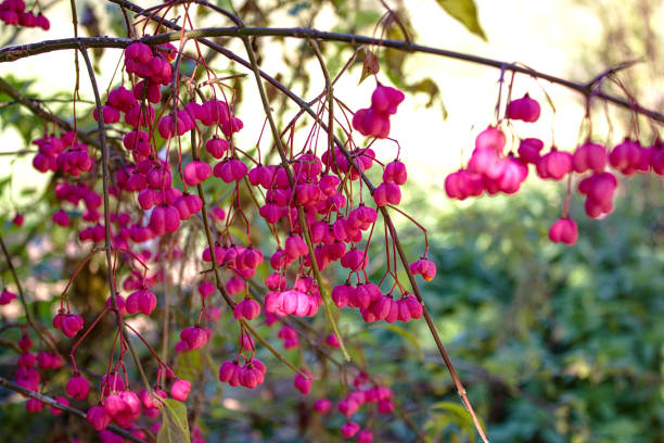 spindle tree in front of the cloudy sky
