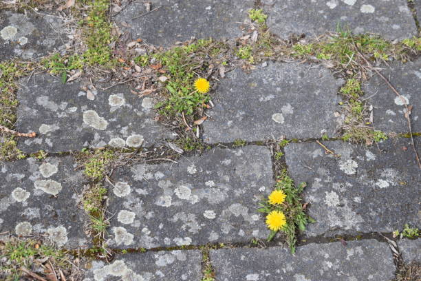 istock yellow flowers in the concrete jungle 1312666882