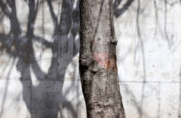 istock tree trunk and shadows on street 1312667651