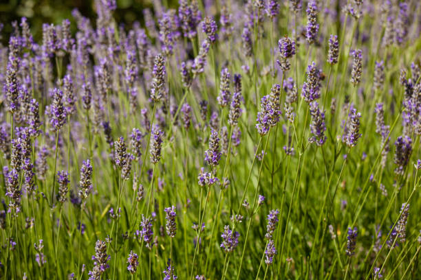 istock Beautiful lavender flower in summer, selective focus 1312667838
