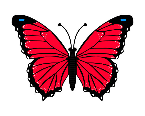 istock Butterfly. A simple drawing of an insect with red wings. Isolated object on a white background. 1312667855