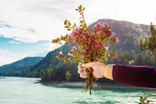 Bouquet of wild flowers in the hand of a woman with gloves on a background of nature. Spring in Altai Mountain .