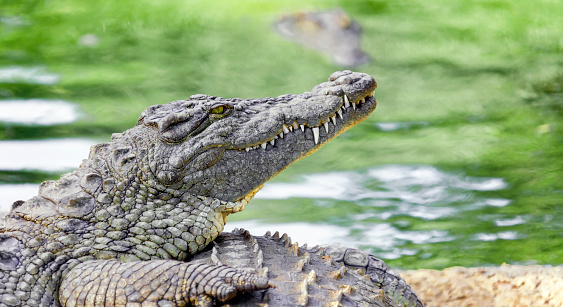 Large crocodile of the Nile lies on the shore against the background of the water surface. The head of a predatory reptile crocodile in profile.