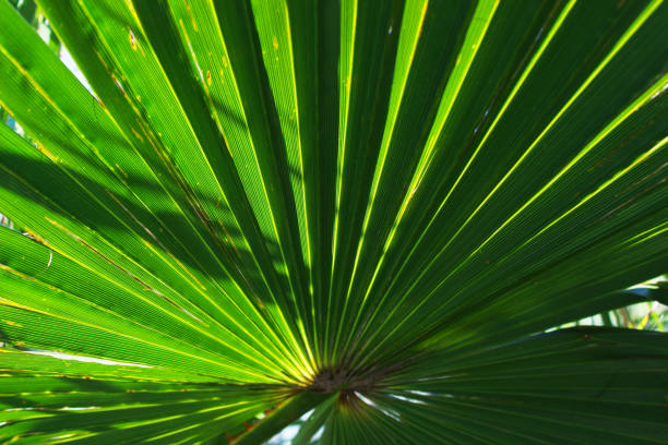 vue verte de détail de paume - palm leaves photos et images de collection