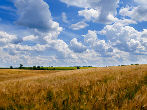 istock landscape of a wheat field and blue sky with white clouds 1312670144